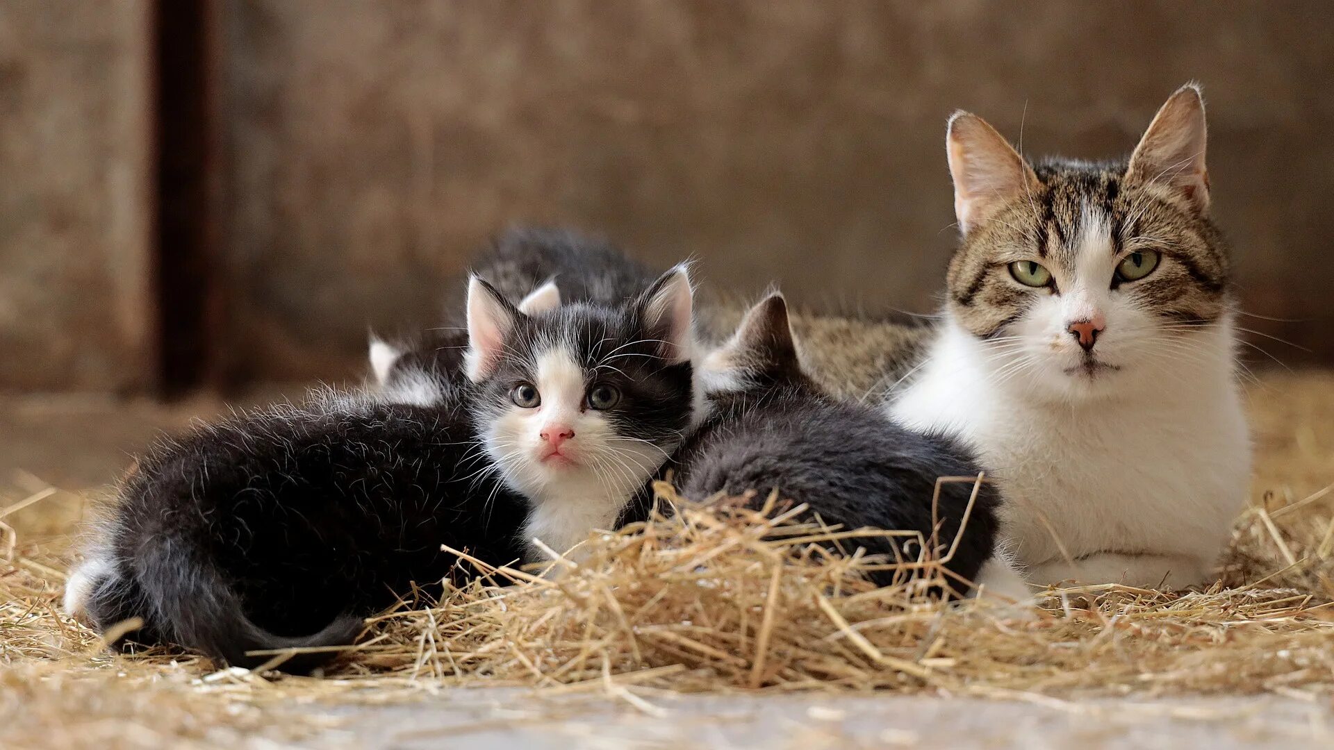 Семья котят. Мама кошка. Семья котят. Кошачья семья. Семья кошек.