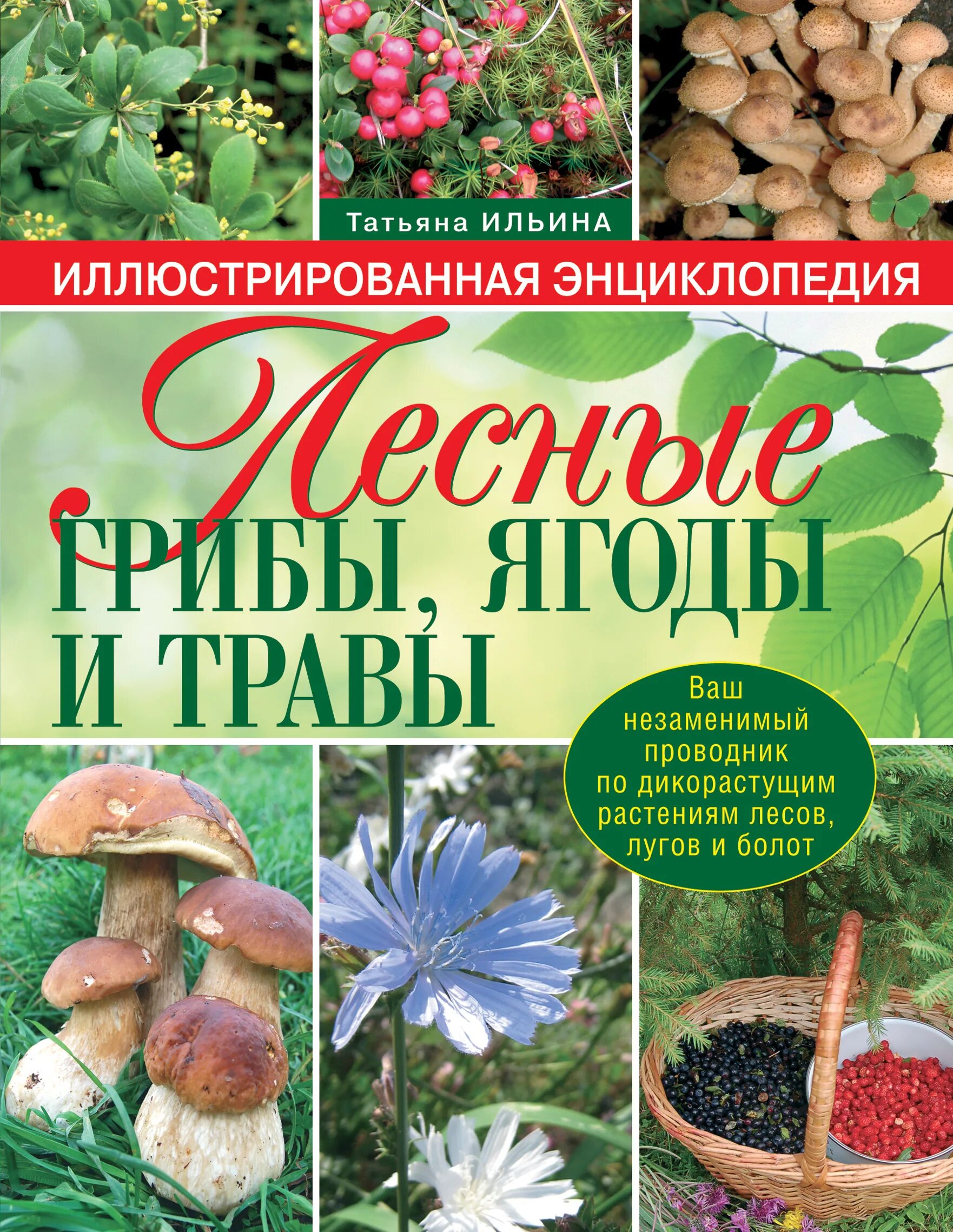 Книги о грибах растениях. Энциклопедия. Книги про грибы для детей. Книги о грибах растениях. Книги о грибах растениях.