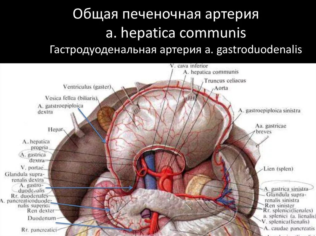 Ветви чревного ствола анатомия. Чревный ствол топографическая анатомия. Аорта чревный ствол анатомия. Кровоснабжение чревного ствола.