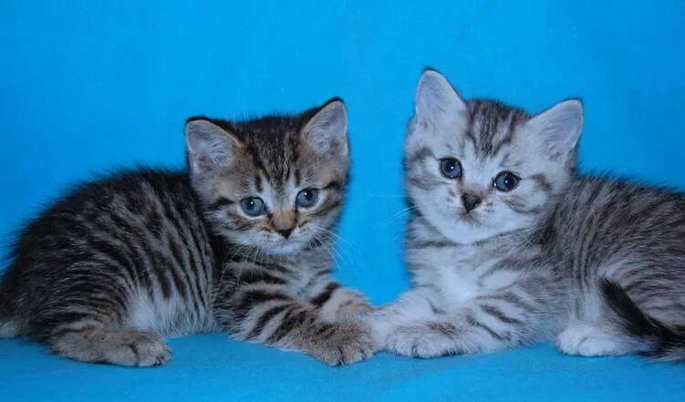 британская короткошёрстная кошка вискас. британские котята вискас. британский кот вискас. британские котята вискас. британские котята окрас вискас.
