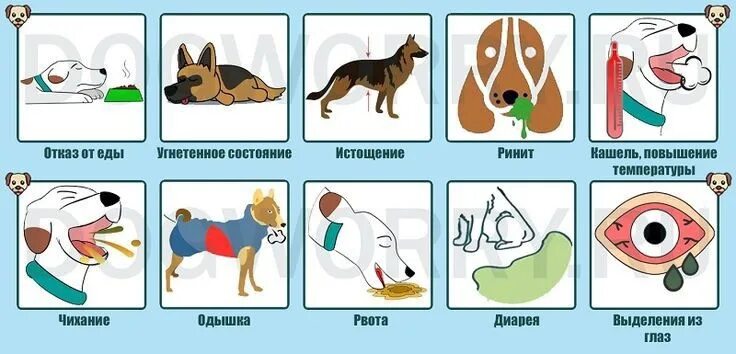 Собака приступ задыхается