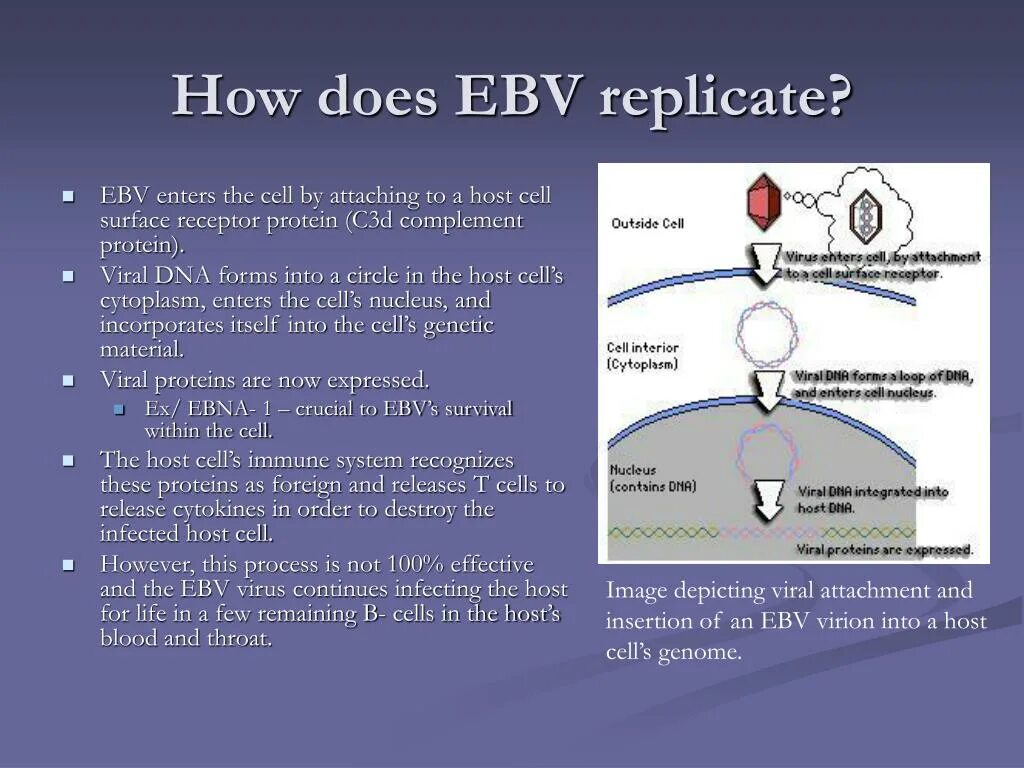 Cell contains. Клетки мишени вируса Epstein-Barr (EBV. ДНК EBV менее 400. ДНК Epstein Barr virus (EBV) количественный 1.53 лечение. Письмо EBV.