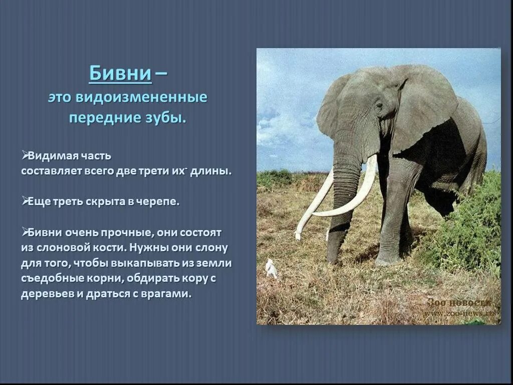 Интересные факты о слонах. Слоны доклад. Интересный рассказ про слона. Слоны для презентации. Где обитает слон материк