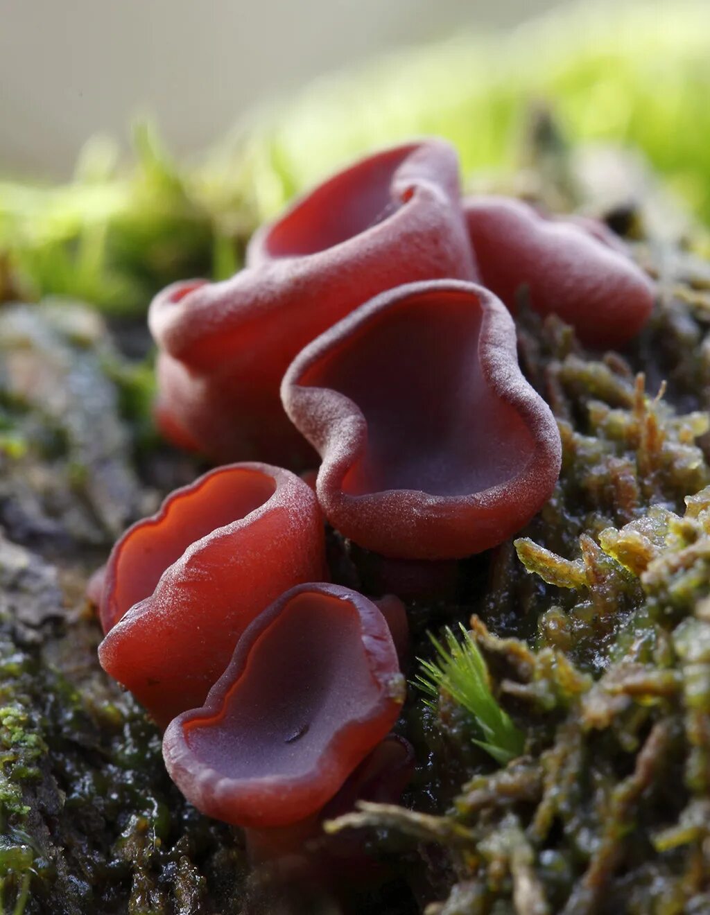 Ascomycota грибы. Аскомикота грибы. Сумчатые грибы и грибы. Микростома вытянутая гриб. Geopyxis carbonaria.