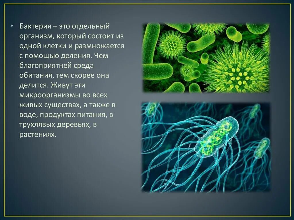 Тест многообразие и значение бактерий и вирусов. Доклад о бактериях. Бактерии в организме. Доклад по бактериям. Бактерии презентация.