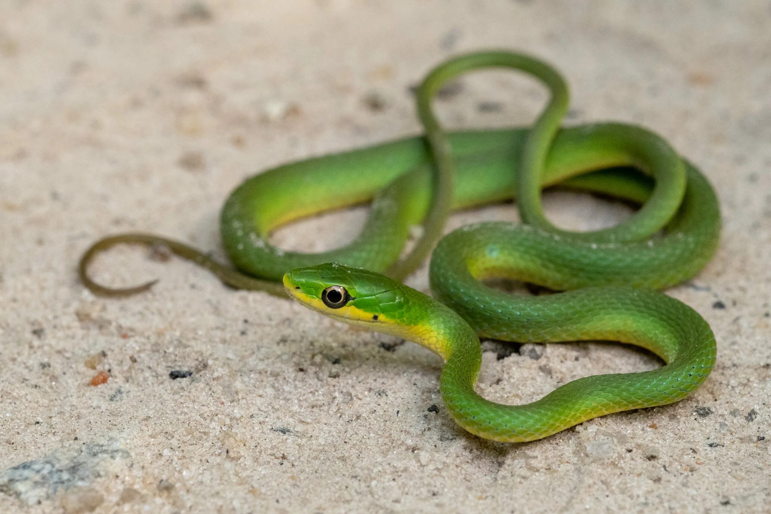 Смарагдовый полоз зеленый. Жёлто-зелёный полоз. Тонкая зеленая змея. Змея ярко зеленого цвета.
