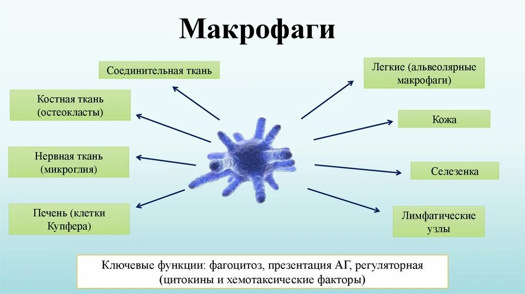 Макрофаги гистология. Клетка Макрофаг строение. Макрофаги гистология классификация. Макрофаги строение и функции. Клетками макрофагами являются