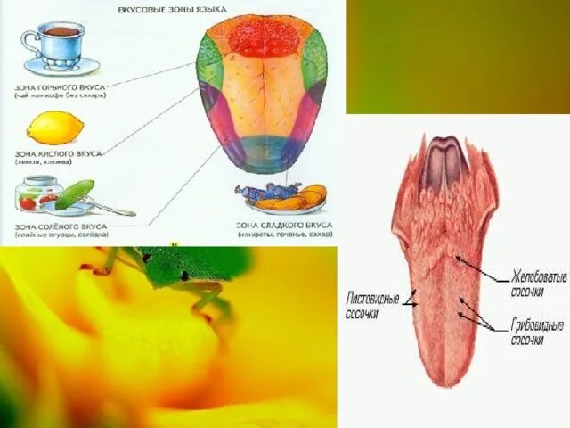 Какой участок языка воспринимает. Зоны языка вкусовые рецепторы. Вкусовые зоны языка рисунок. Вкусовые рецепторы на языке. Зоны вкуса на языке.