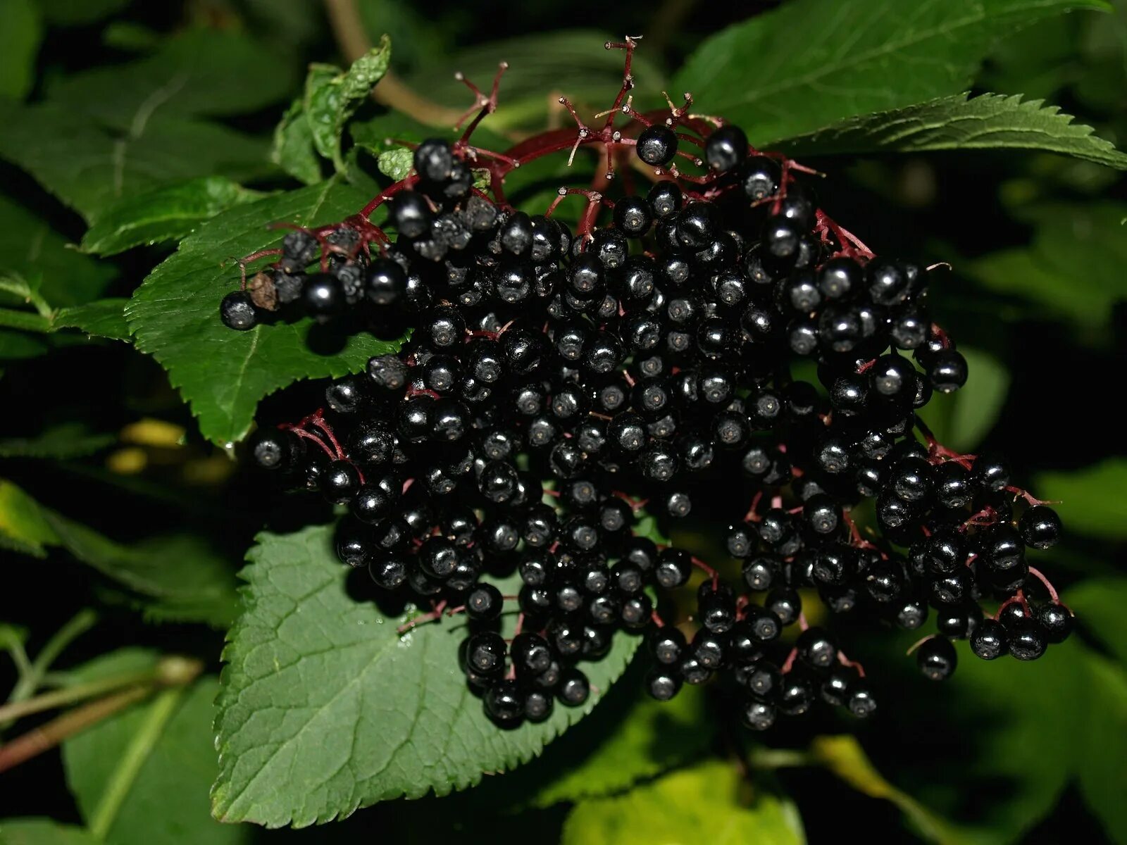 Бузина Sambucus nigra. Бузина чёрная (Sambucus nigra l.). Бузина (черная, травянистая, красная). Бузина Абхазская. Бузина съедобная