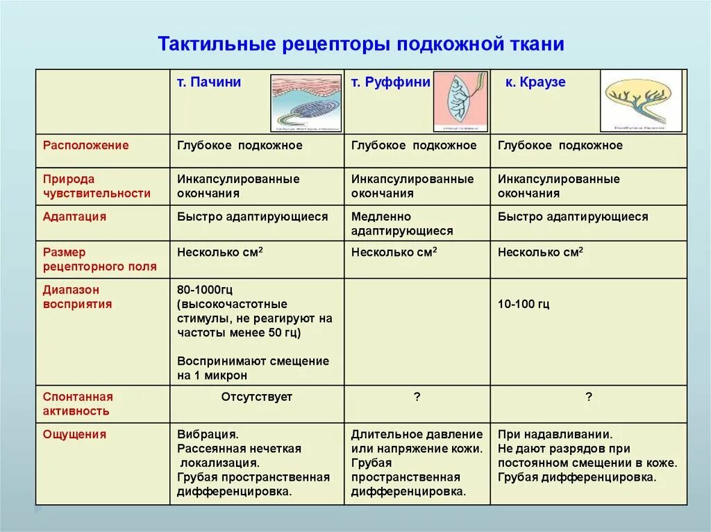 Классификация тактильных рецепторов физиология. Классификация тактильных рецепторов физиология таблица. Классификация тактильных рецепторов таблица вид рецептора. Функции тактильных рецепторов кожи. Строение и функции кожи тест 8 класс