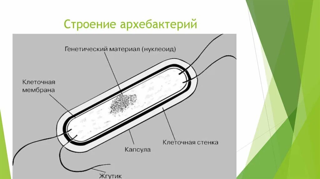 Архебактерии строение клетки. Бактерия кишечная палочка строение. Молочнокислые бактерии строение клетки. Строение бактериальной клетки.