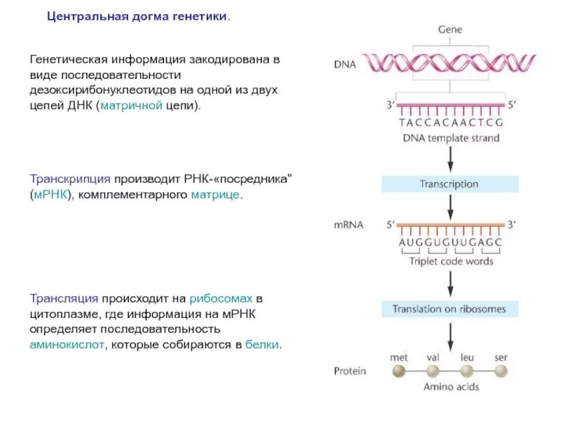 Транскрипция ДНК И РНК таблица. Транскрипция и трансляция ДНК И РНК. Схема реализации генетической информации в системе ДНК РНК белок. Схема трансляции ДНК И РНК цепь.