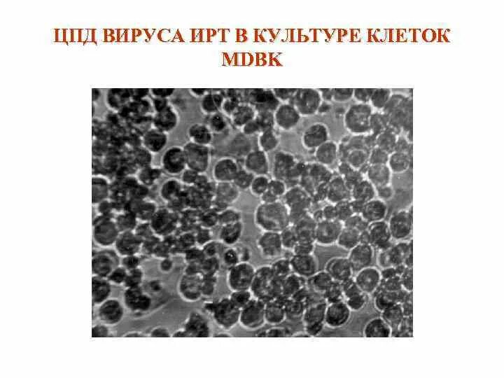 Инфекционный ринотрахеит скота. Вирус инфекционного ринотрахеита КРС. Вирус инфекционного ринотрахеита крупного рогатого скота. Инфекционный ринотрахеит телят. Ринотрахеит КРС возбудитель.