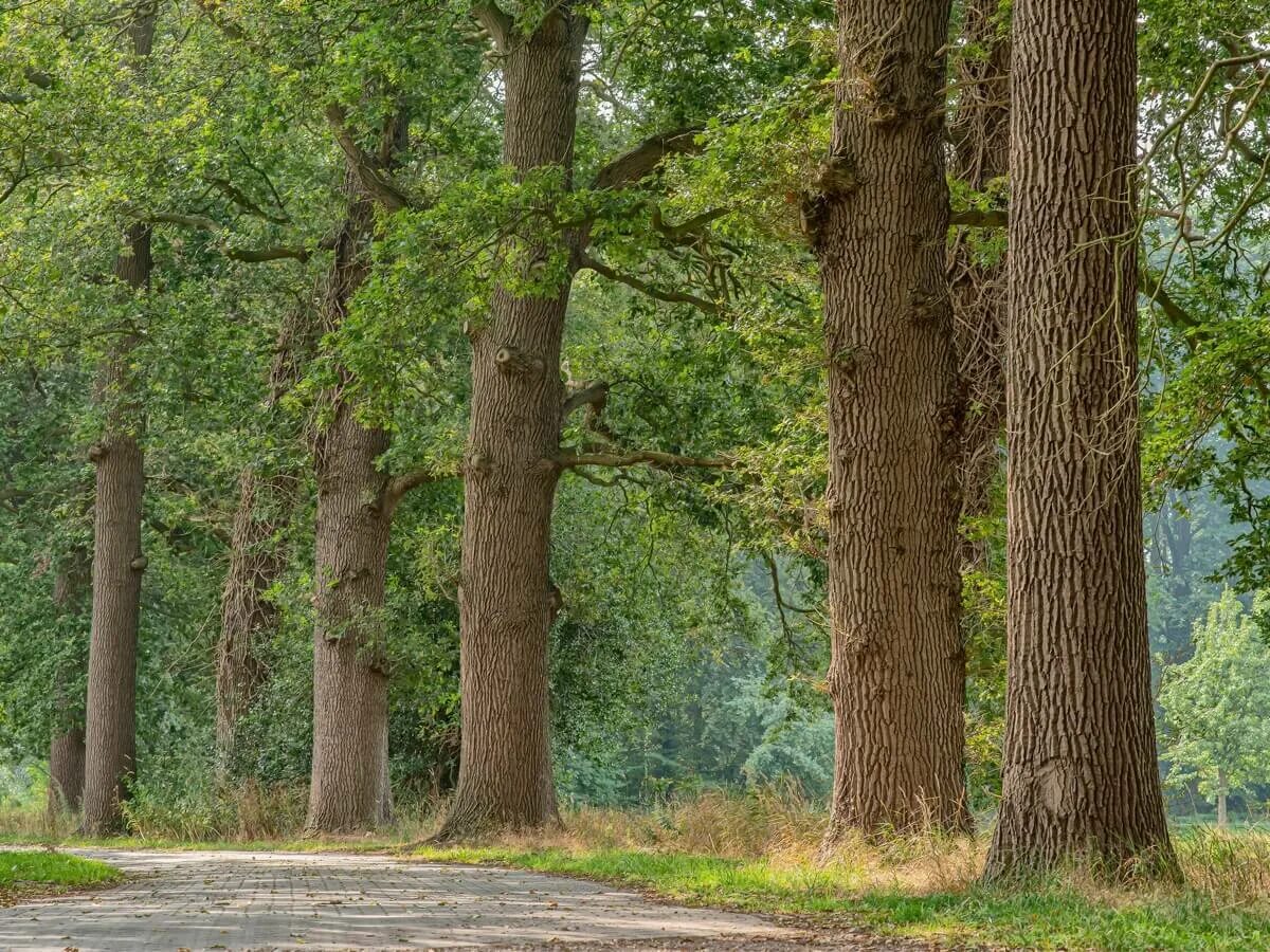 М forest. Лесные травы. Убинка сосновый лес. Forest игра хоррор. М forest.