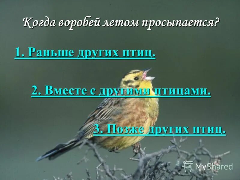 птицы которые рано встают. гнездо хохлатого жаворонка. смешные птенцы. какая птица рано встает. птицы которые рано просыпаются.