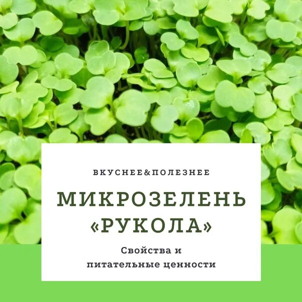 Какие витамины в микрозелени. Руккола микрозелень. семена микрозелень руккола. руккола сицилия микрозелень. микрозелень витамины.