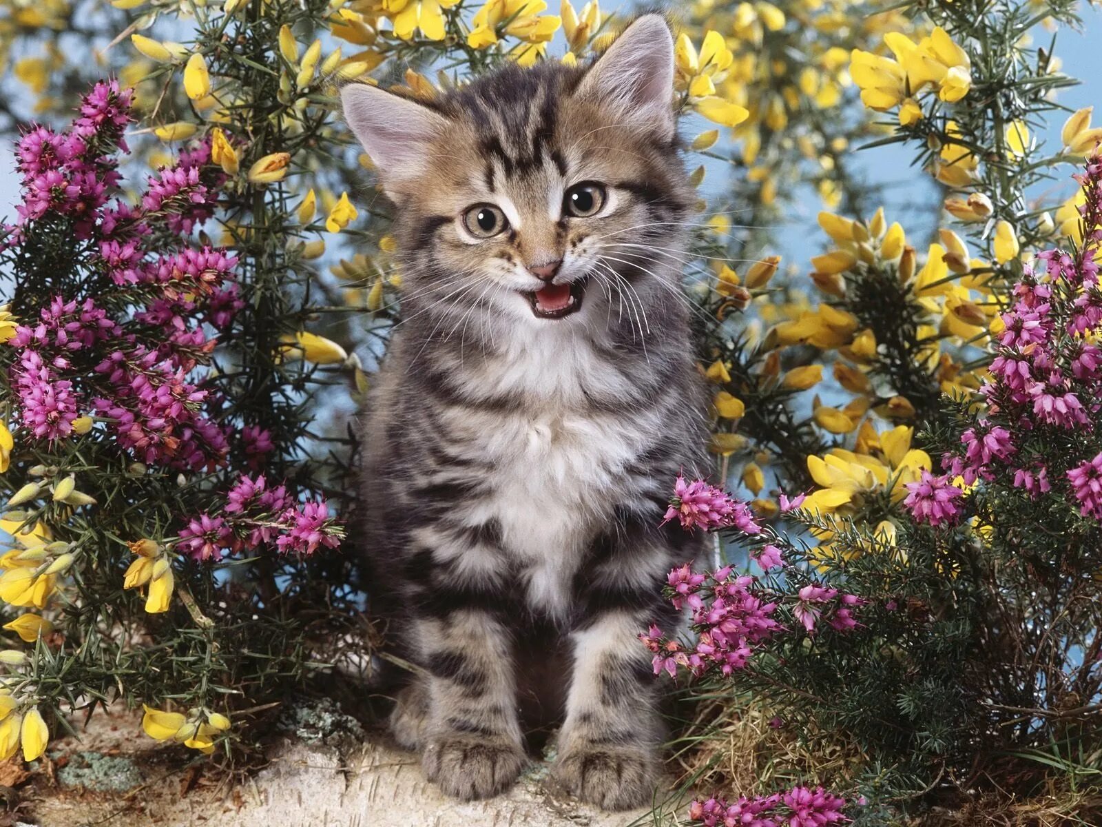 Бесплатные живые кошки. Котики и цветы. Красивые коты. Котенок с цветами. Красивые котята.