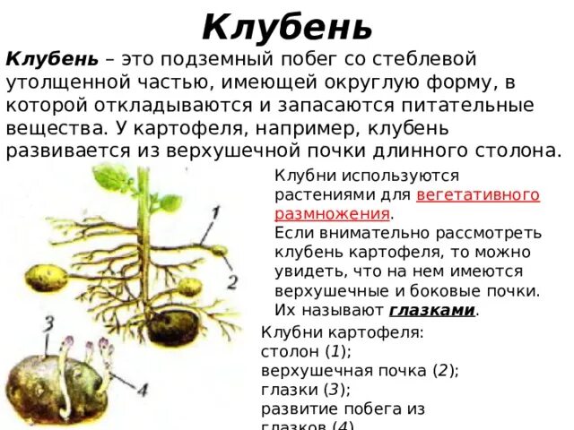 Клубень картофеля видоизмененный стебель. Верхушечная почка у клубня картофеля. Подземные метаморфозы побега клубень картофеля. Клубень картофеля биология 6 класс. Побеговую природу клубня картофеля доказывает осевое строение