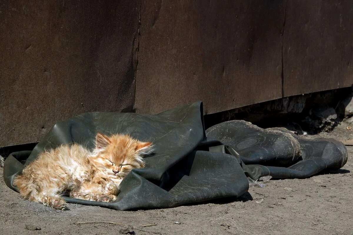 Рыжий бомж. Бездомные кошки. Брошенный котенок. Бездомные бедные кошки. Кошки на улице бездомные.