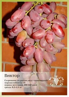 Виноград ульяновск