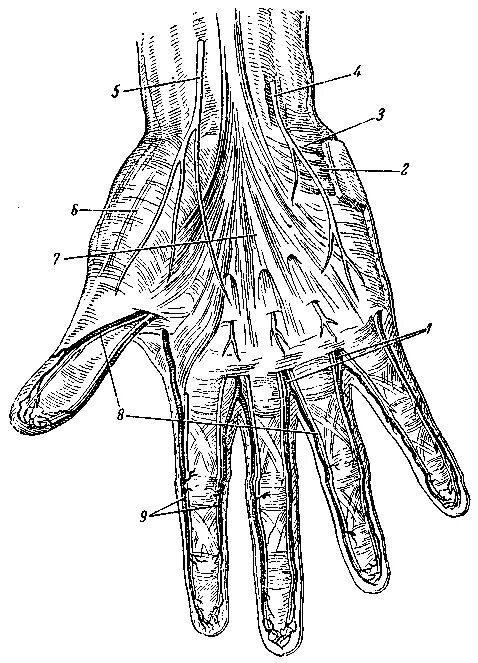 Анатомия ладонной поверхности кисти. Ладонная поверхность запястья. Лучезапястный сустав ладонная поверхность. Ладонная поверхность предплечья. Поверхность запястья