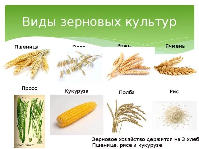 Злаки виды названия. Пшеница просто ячмень рожь овёс кукуруза. Пшеница рис кукуруза ячмень овёс проссо. Культурные растения: - хлебные злаки (рис, пшеница, кукуруза)......?. Злаковые пшеница схема.