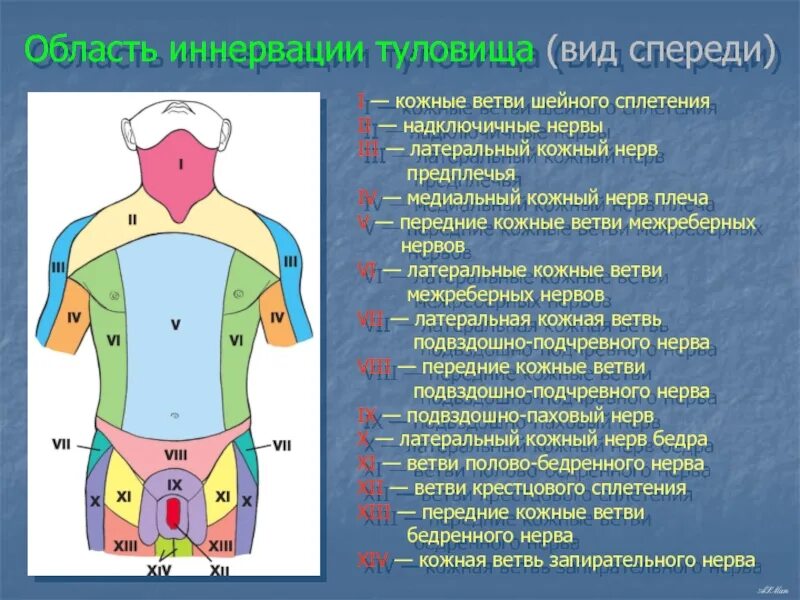 Области на поверхности живота. Иннервация кожи дерматомы. Иннервация области брюшной стенки. Иннервация кожи туловища.