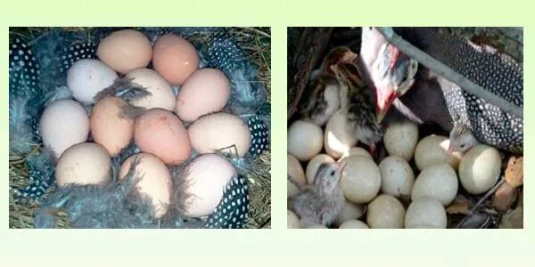 Сколько сидит голубей на яйцах. Цесарка высиживает яйца. Инкубационное яйца голубой цесарки. Цесарка наседка. Инкубационное яйцо цесарки Волжская.