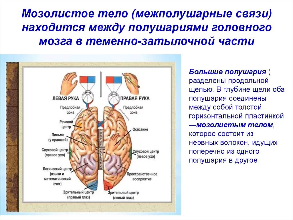 В области второе между ними. Взаимосвязь полушарий мозга. Межполушарные связи. Межполушарные взаимодействия головного мозга. Соединение полушарий мозга.