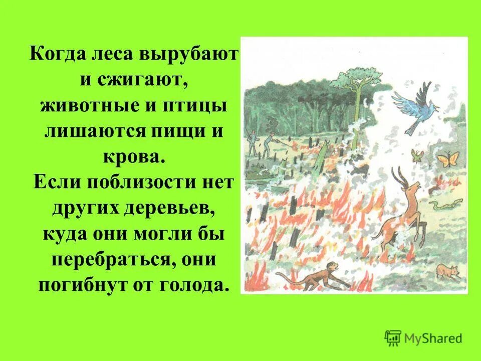 Что будет если исчезнут книги. Что будет если исчезнут деревья. Если вырубить леса что произойдет. Вырубка лесов с животными. Что произойдёт если исчезнут птицы.