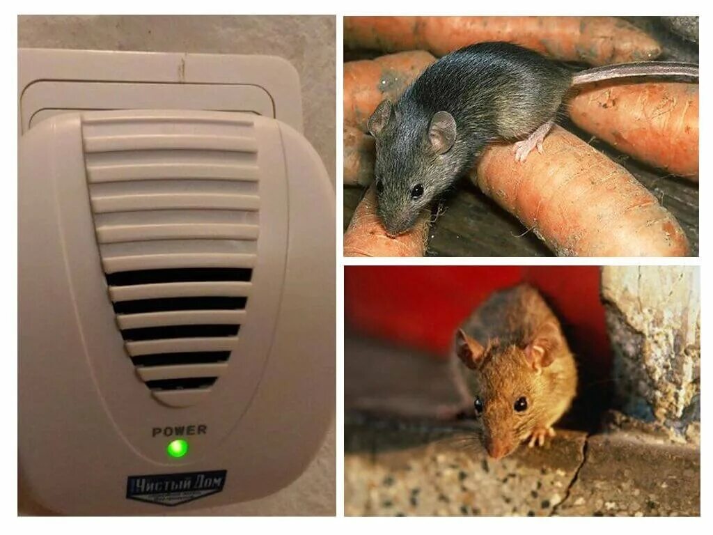 Мыши в частном доме. Мыши в доме. Средство от мышей и крыс на даче.