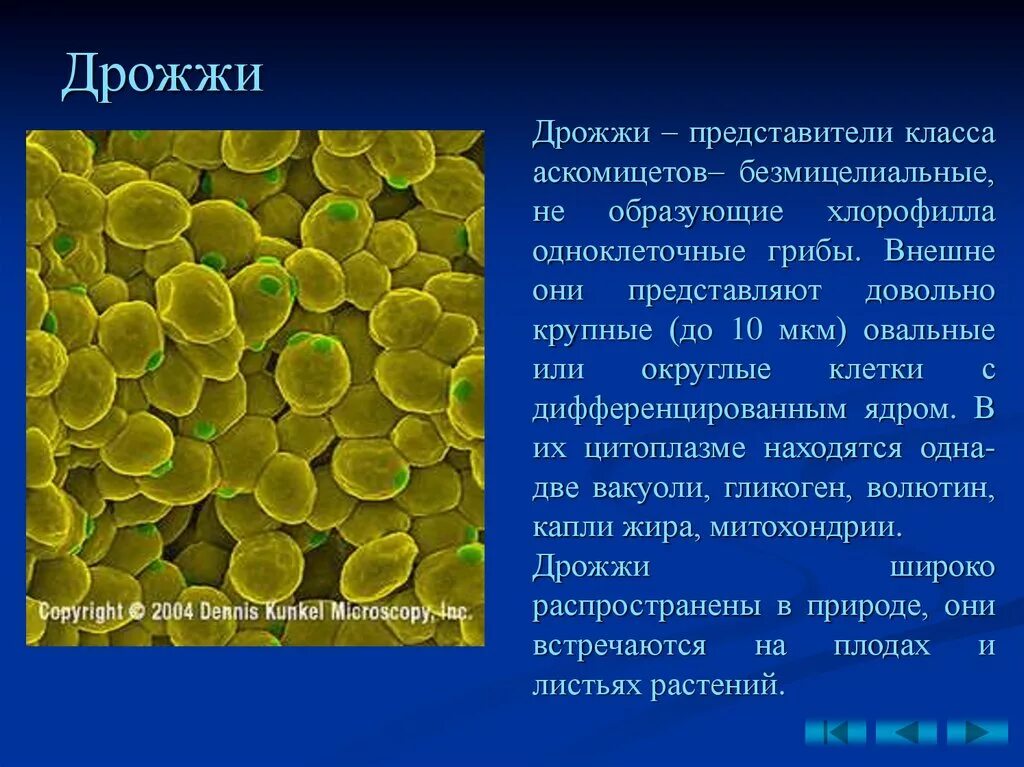 В каких биотехнологиях используют одноклеточные грибы. Дрожжи – представители класса Ascomycetes. Дрожжи одноклеточные представители бактерий. Дрожжевые грибы представители. Грибы дрожжи представители.