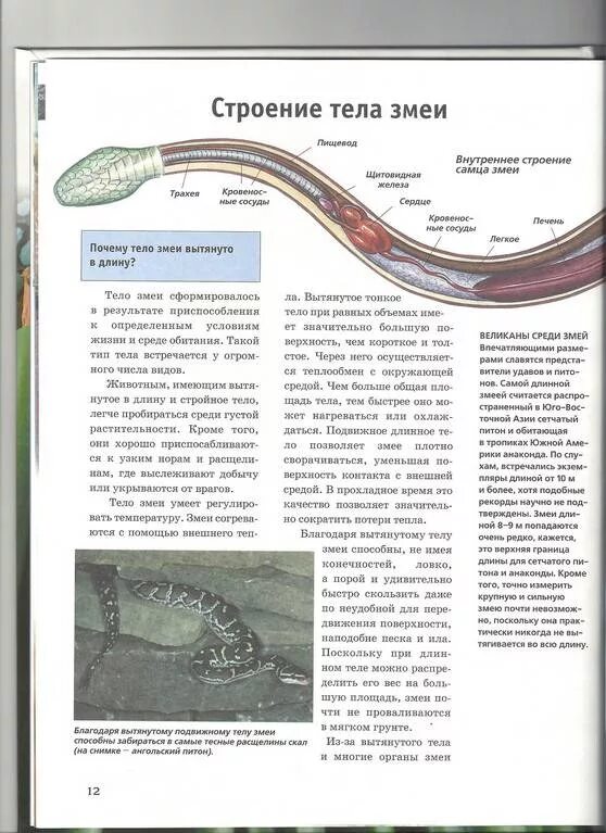 Строение змеи органы. Анатомия змей. Внешнее строение змеи. Внутреннее строение змеи. Какой признак внешнего строения змеи