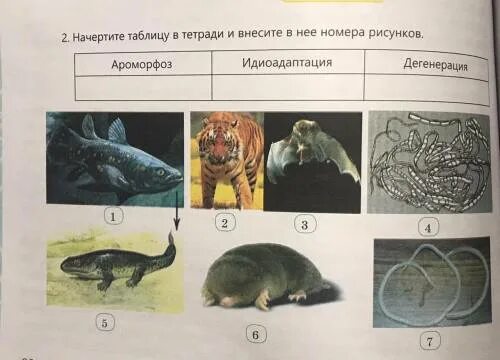 Примеры ароморфоза и дегенерации. Ароморфоз идиоадаптация дегенерация. Ароморфоз дегенерация. Ароморфоз и адаптация. Идиоадаптация у растений и животных таблица.