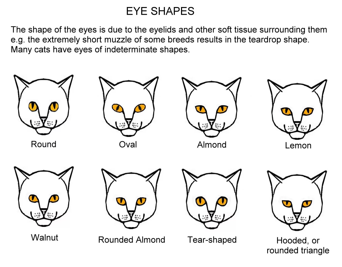 Овальная форма глаз у кошек. Округлая форма глаз у кошек. Формы морды котов. Мордочки кошек разных пород.