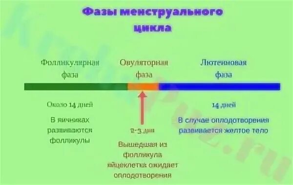 Вторая фаза менструационного