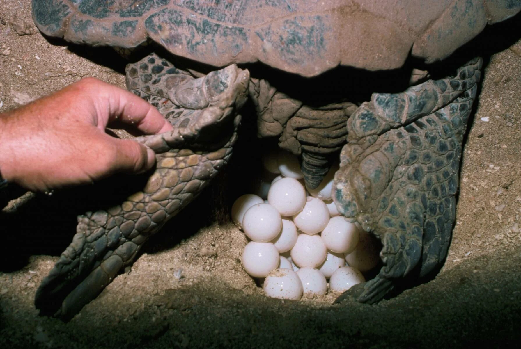 Грифовая черепаха яйца. Яйца кожистой черепахи. Черепашья кладка яиц. Яйца рептилий.