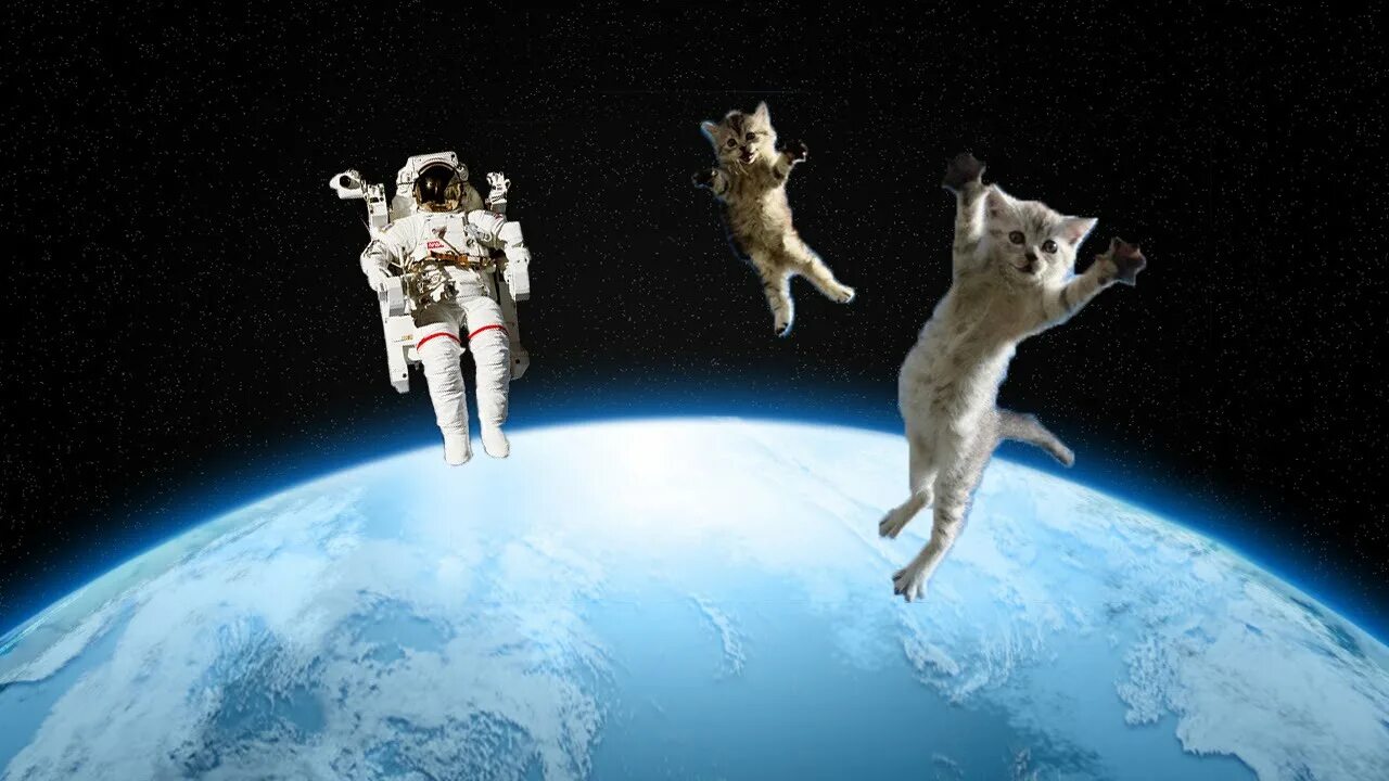 Какое животное никогда не летало в космос. Животные в космосе. Животные летавшие в космос. Питомцы летают в космос. Другие животные в космосе.