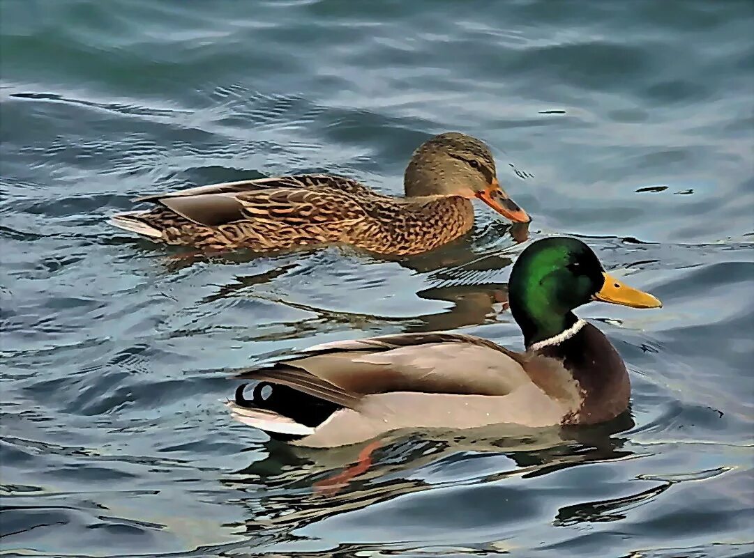 2 утки мандаринки. утка мандаринка альбинос. утка мандаринка самка. утка мандаринка. утка мандаринка гнездо.