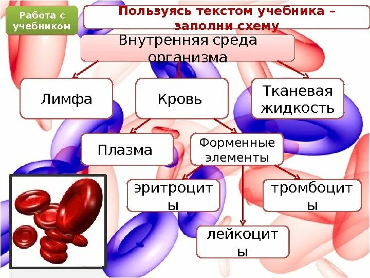 Внутренняя среда кровь форменные элементы и. Кровь как компонент внутренней среды организма. Внутренняя среда организма кровь. Внутренняя среда организма кровь тканевая жидкость лимфа.