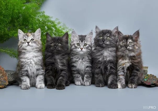 Котята Питомник кошек породы Рэгдолл