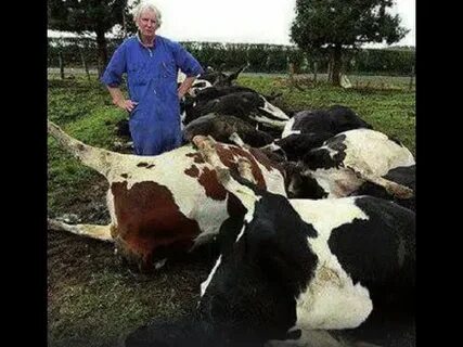 Отравление крс