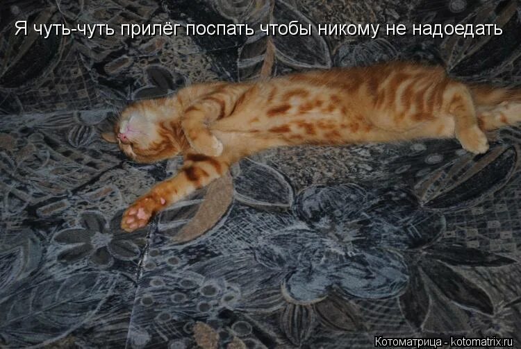 конечно можно было и не пить. зимние коты с надписями. реальные фото с места преступления. смешные фразы про сумасшедших. ложусь спать трезвый.