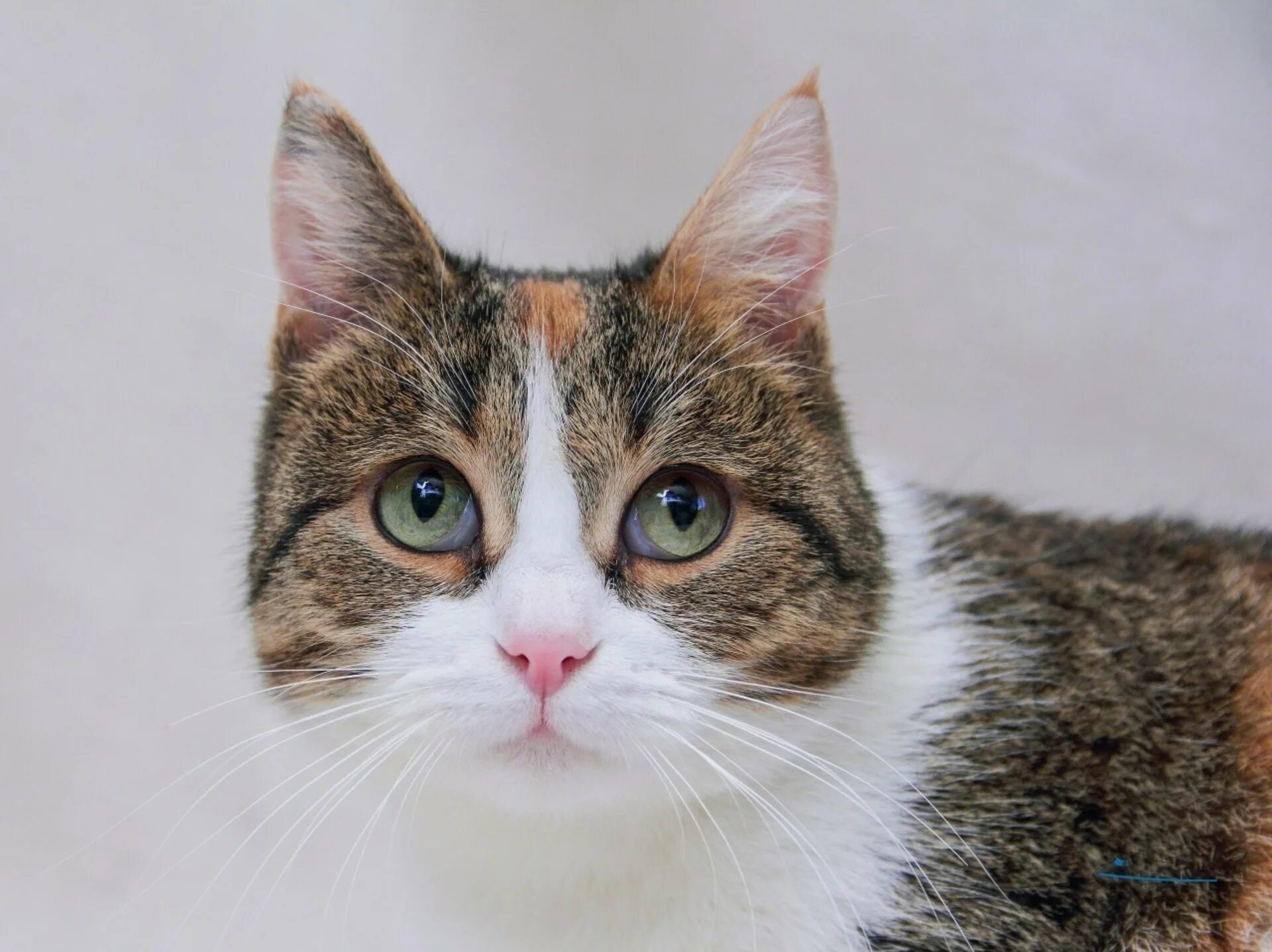 Мурочка мурка кошка. Мурка видео кошек. Мурка фото. Мурка кошка мурка. Кошечка мурка.