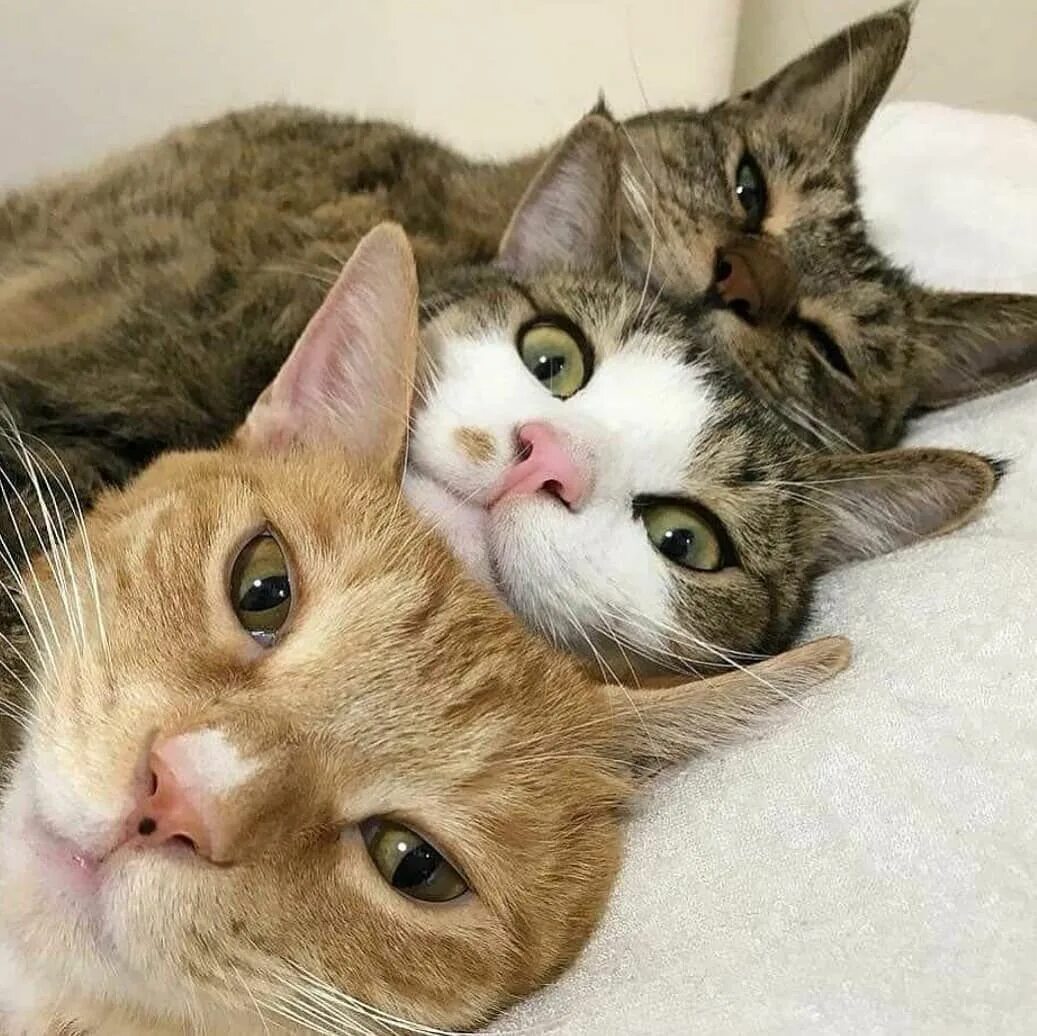 Try cat