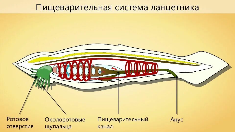 Глотка у хордовых. Пищеварительная система ланцетника. Схема пищеварительной дыхательной и половой систем ланцетника. Система органов ланцетника 7. Пищеварительная система система ланцетника.