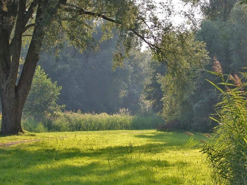 Forest clearing. Опушка леса Поляна. Лесная Поляна (Полянка) 1897. Участок Фореста Лесная Поляна. Лужайка в лесу.