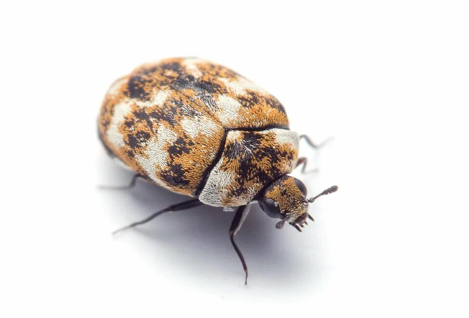 Пестрый жук. Жук пятнистый кожеед. Жук кожеед Anthrenus. Carpet Beetle Жук. Маленький пятнистый Жук.