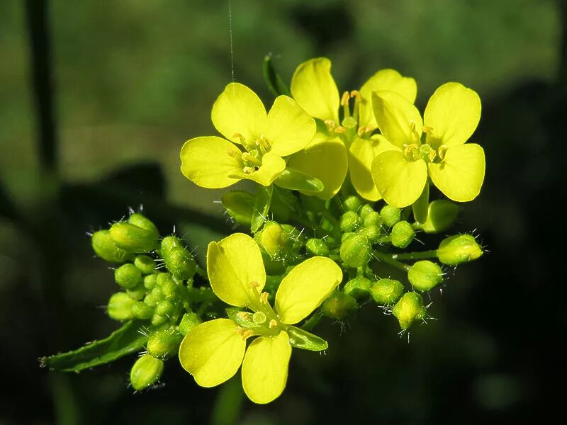 рыжик мелкоплодный. рыжик льновый (camelina linicola. растение рыжик рыжиковое масло. растение рыжик рыжиковое масло. рыжик масличная культура.
