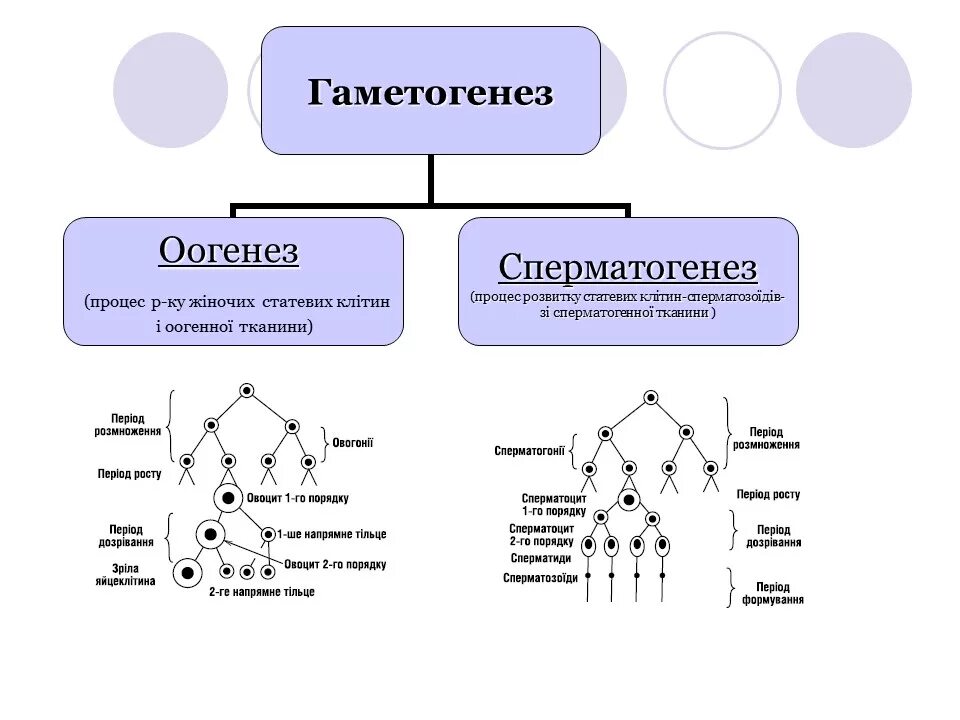 Гаметогенез и сперматогенез. Сперматогенез и оогенез. Стадии оогенеза. 1. Гаметогенез. Оогенез.. Схема сперматогенеза и оогенеза.
